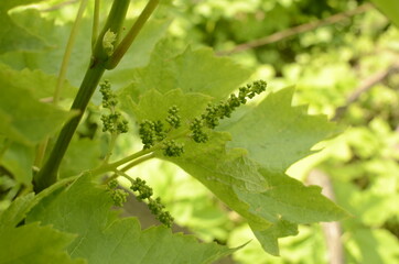 close-up of flowering grape vine, grapes bloom in summer day