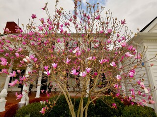 Magnolia, Jane's