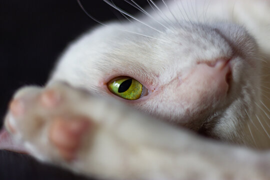 albine cat