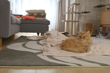 毛布でくつろぐ猫（マンチカン）