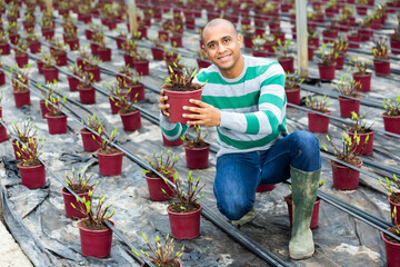 Latin american male farmer inspects an ornamental shrub in a flower pot in the greenhouse, which...