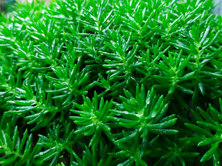 green grass background