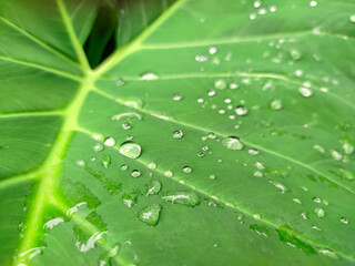 water drops on leaf