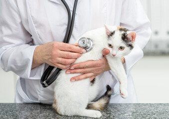 Vet doctor is making a check up of a kitten with stethoscope at clinic