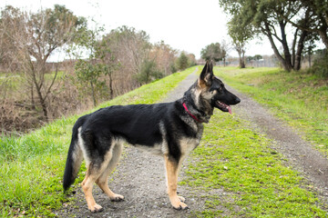 German shepherd outdoor standing looking forward to the side on gloomy day