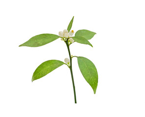 lemon leaves with flower isolated on white background.