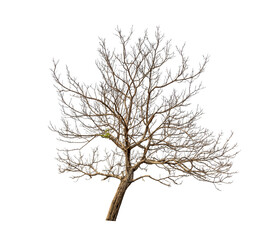 Isolated tree with no leaves or dead tree on white background