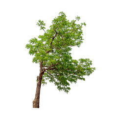 Isolated tree on white background