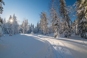 winter snow pathway between trees during winter on a Sunny day on blue sky
