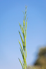 Green mustard pods growing at agriculture field