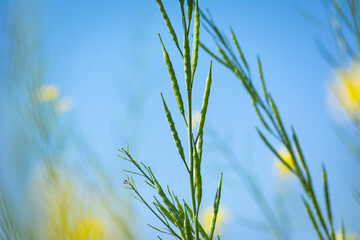 Green mustard pods growing at agriculture field