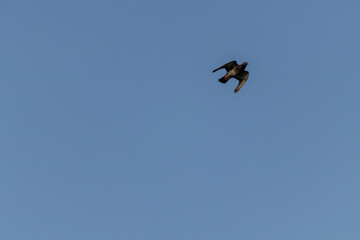 Foto escénica de una paloma volando en el cielo azul