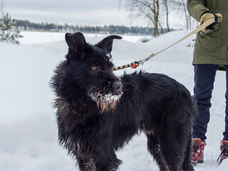 Naklejka premium Black pet dog with snow.. Playing with the snow. Adorable dog enjoying her time, winter time. Copy space