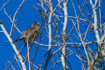 2021-01-30 A ROBIN PERCHED IN A BARE TREE