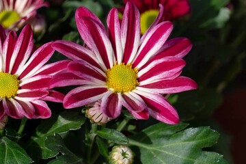 pink daisy flower