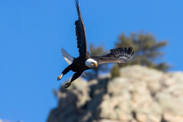 Bald Eagles in Eleven Mile Canyon