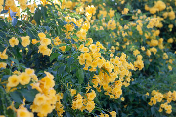 Fototapeta na wymiar Yellow elder, Trumpetbush, Trumpetflower bloom in the garden for background.