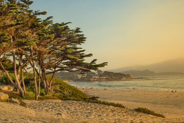 Giant tress at California's coastline along California State Route 1, one of the most famous and spectacular drives in the United States