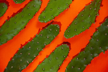 cactus background