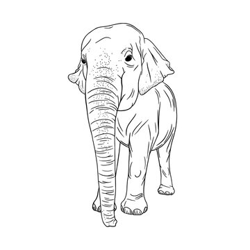 Elephant isolated on white background. Realistic Asian elephant. Sketch vector illustration