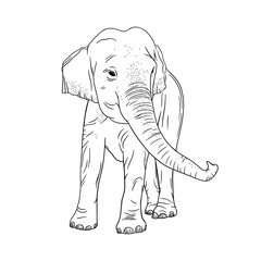 Elephant isolated on white background. Realistic Indian elephant with upturned trunk. Sketch vector illustration