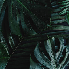 Monstera palm green leaves on black background