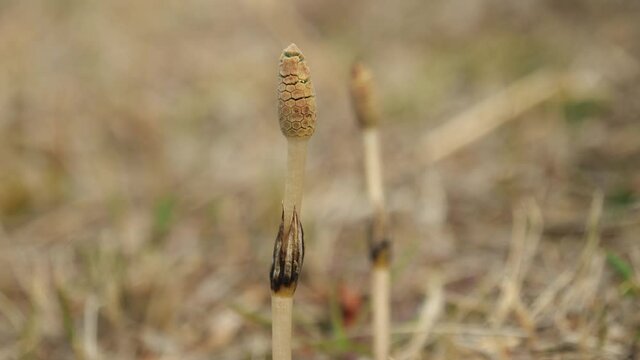 Tokyo,Japan-March 3, 2021: Closeup of a horsetail in early spring
