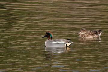 eurasian wigeon in the pond