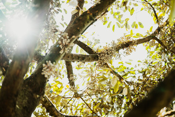 Durian's flower on branch in nature.Close up durian flower in durian tree.Asian fruits.Tropical fruits.Crop spraying, Fertilizer.Growth in Malaysia, Laos, Thailand.Chemistry, chemical business picture