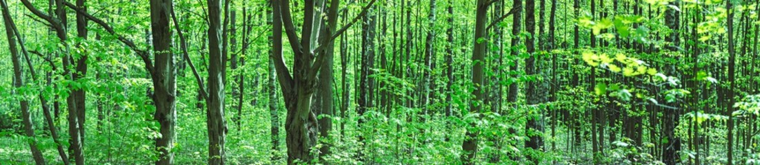 panoramic view of green summer forest in sunny day