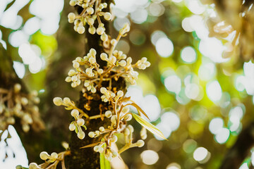 Durian's flower on branch in nature.Close up durian flower in durian tree.Asian fruits.Tropical...