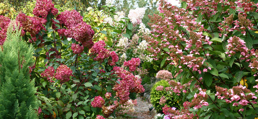 Autumn day. A fragment of a decorative garden with the blossoming hydrangea bushes. In the foreground a hydrangea of a grade of Grandiflora.