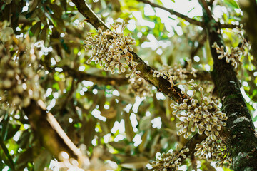 Durian's flower on branch in nature.Close up durian flower in durian tree.Asian fruits.Tropical fruits.Crop spraying, Fertilizer.Growth in Malaysia, Laos, Thailand.Chemistry, chemical business picture