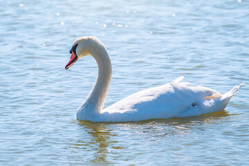 Graceful white Swan swimming in the lake, swans in the wild. Portrait of a white swan swimming on a lake.