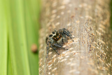 jumping spider on a trunk