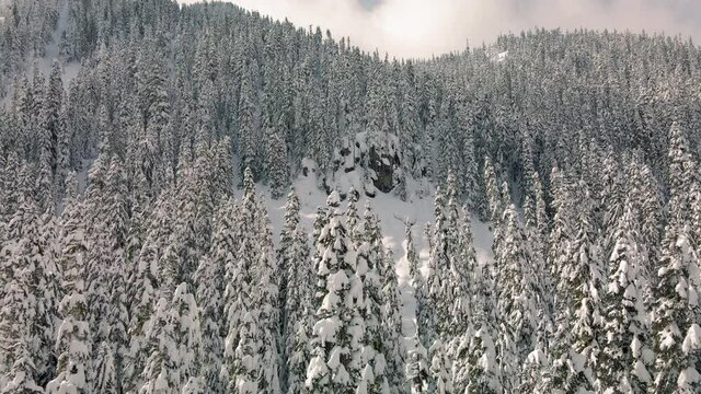 Beautiful Backcountry Mountain Aerial View of Powder Snow on Dense Forest Trees