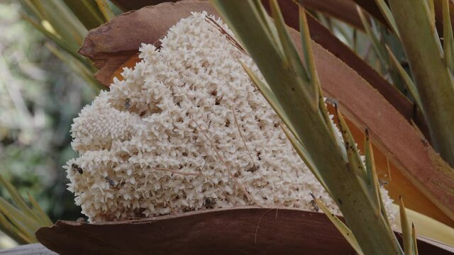 Male date palm flower with bees. Pollination, environmental nature background footage.