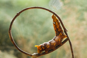 Caterpillars on Unique Branch