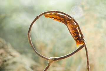 Caterpillars on Unique Branch