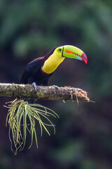 Keel-billed Toucan - Ramphastos sulfuratus, large colorful toucan from Costa Rica forest with very colored beak.