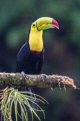 Keel-billed Toucan - Ramphastos sulfuratus, large colorful toucan from Costa Rica forest with very colored beak.