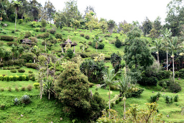 Fototapeta na wymiar beautiful landscape plantation in west java indonesia