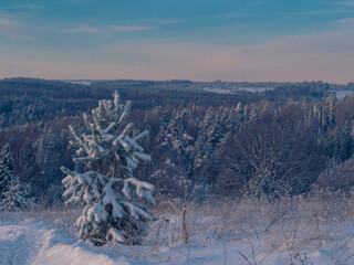 Snow-covered conifer forest on a high hill in frosty winter day. Frozen grass and trees in the rays of cold winter Sun.