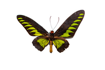Beautiful butterfly, vindula erota, Giant butterfly Atlas Moth isolated on white background