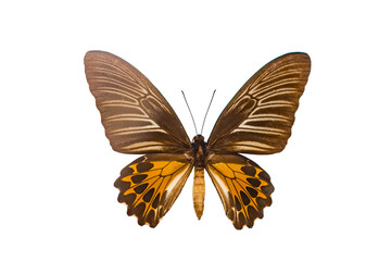 Beautiful butterfly, vindula erota, Giant butterfly Atlas Moth isolated on white background