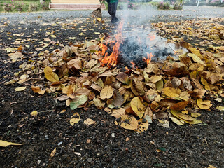 Burning leaves and debris Cause environmental pollution