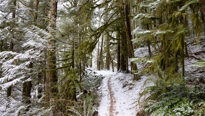 Obraz premium Beautiful Hiking Trail in the Forest during winter morning. White Snow Covered. Taken in Squamish, North of Vancouver, British Columbia, Canada.