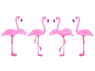 pink flamingos. set with flamingos. exotic birds. stock vector illustration with birds of paradise.