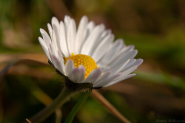 Close up shot of a white wild flower