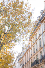 Fototapeta premium Autumn Haussmann Building Paris France